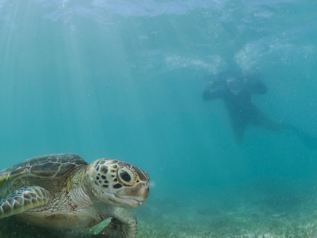 Snorkelling at the Miyako Island, Japan